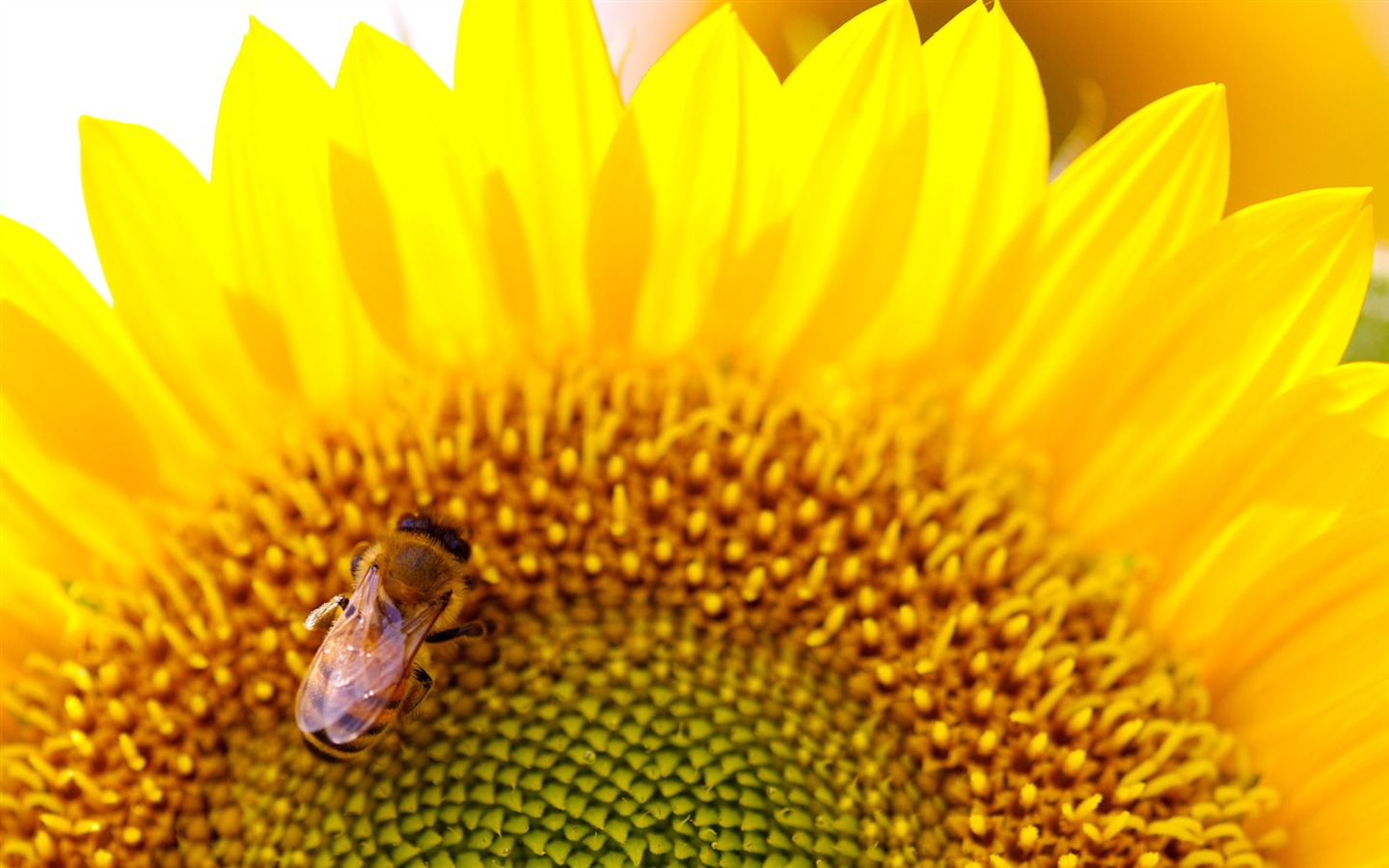 Sunny sunflower photo HD Wallpapers #17 - 1440x900