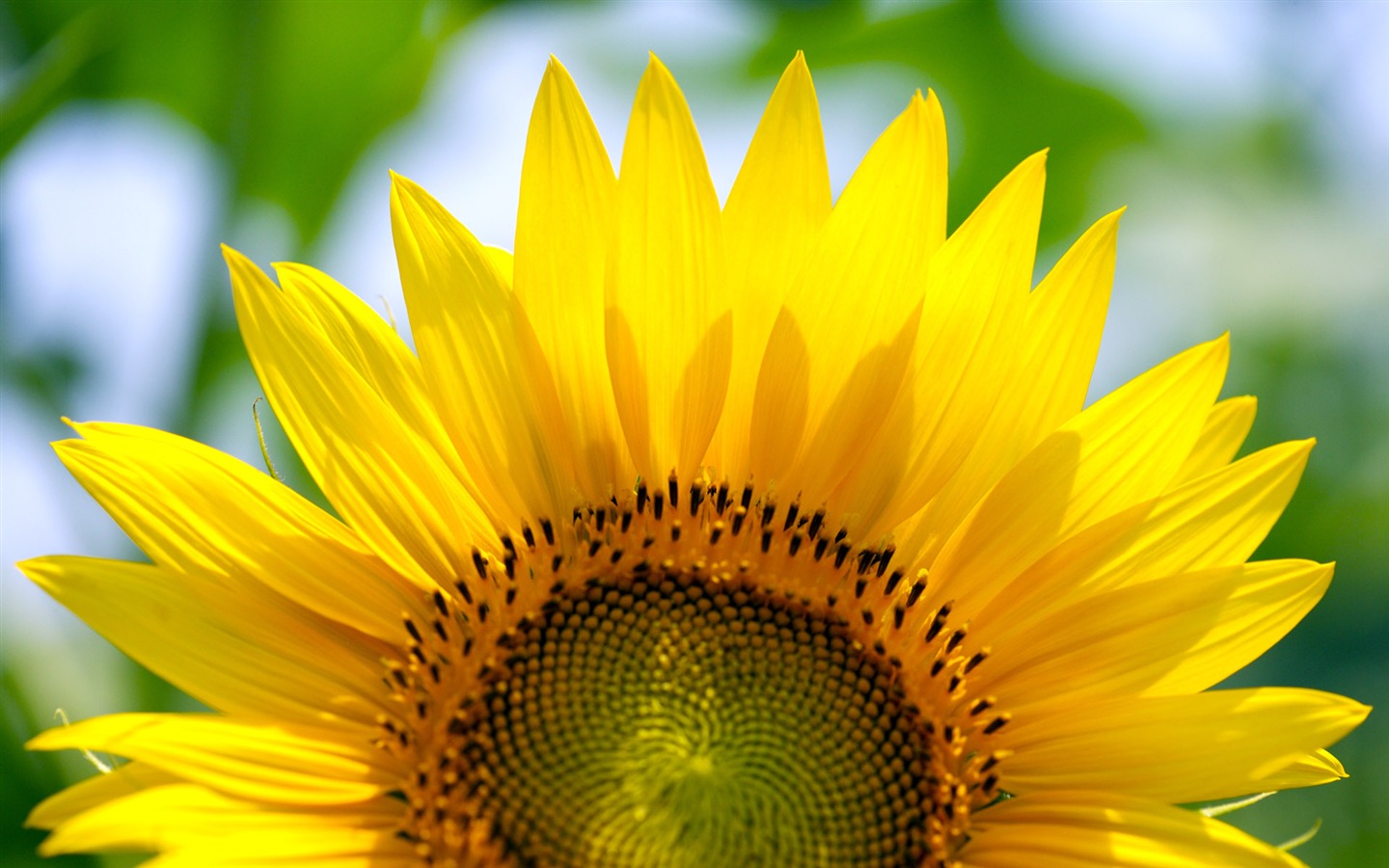 Sunny sunflower photo HD Wallpapers #20 - 1440x900