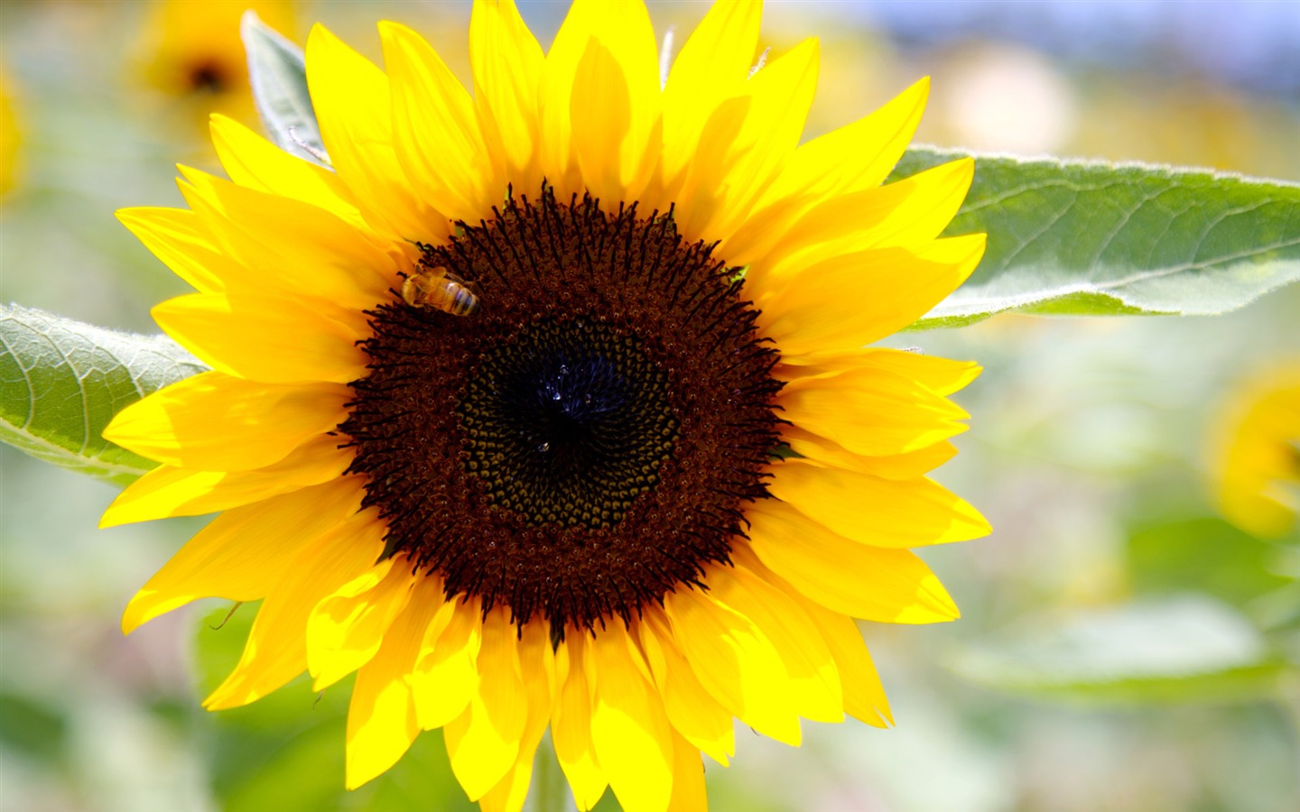 Sunny sunflower photo HD Wallpapers #22 - 1440x900