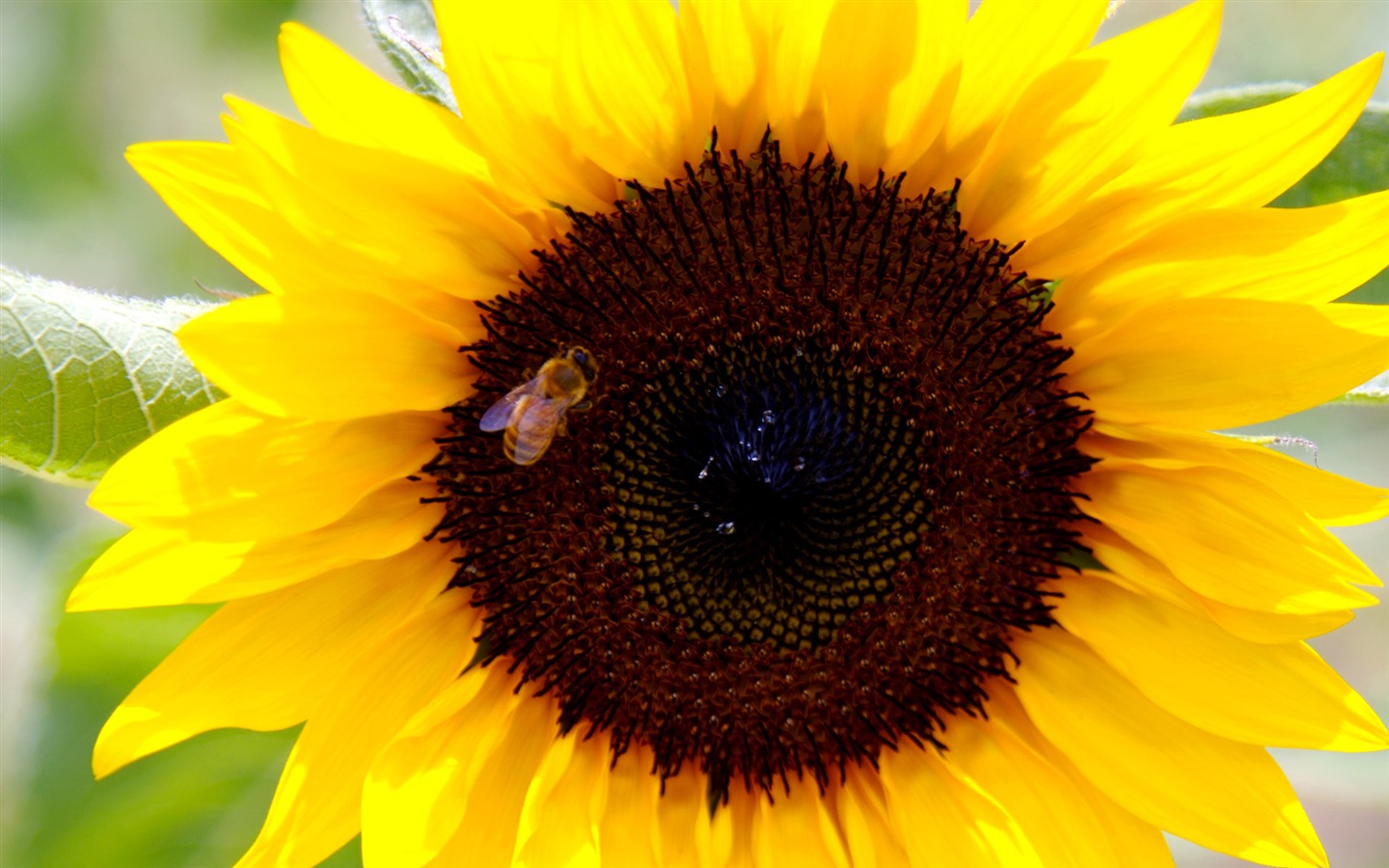 Sunny sunflower photo HD Wallpapers #24 - 1440x900