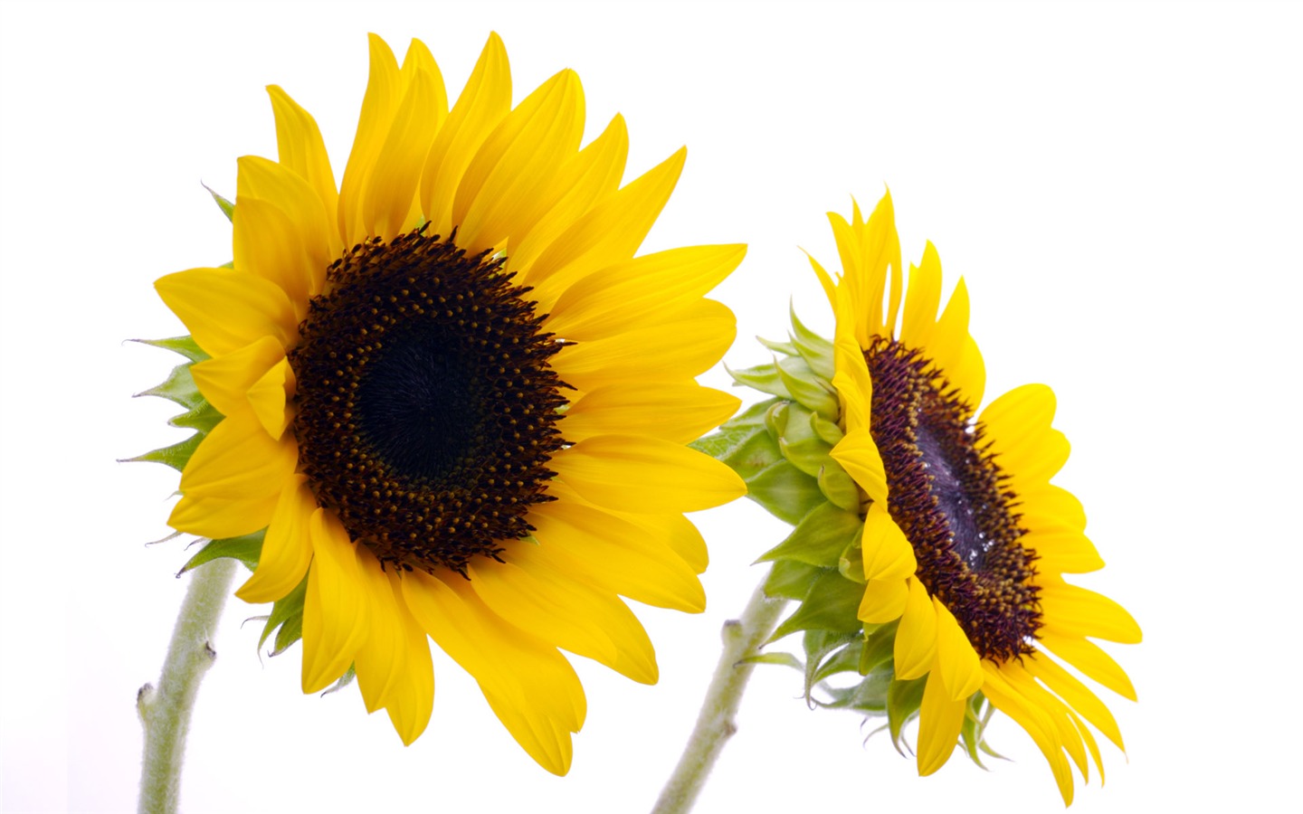 陽光 葵花寫真高清壁紙 #28 - 1440x900