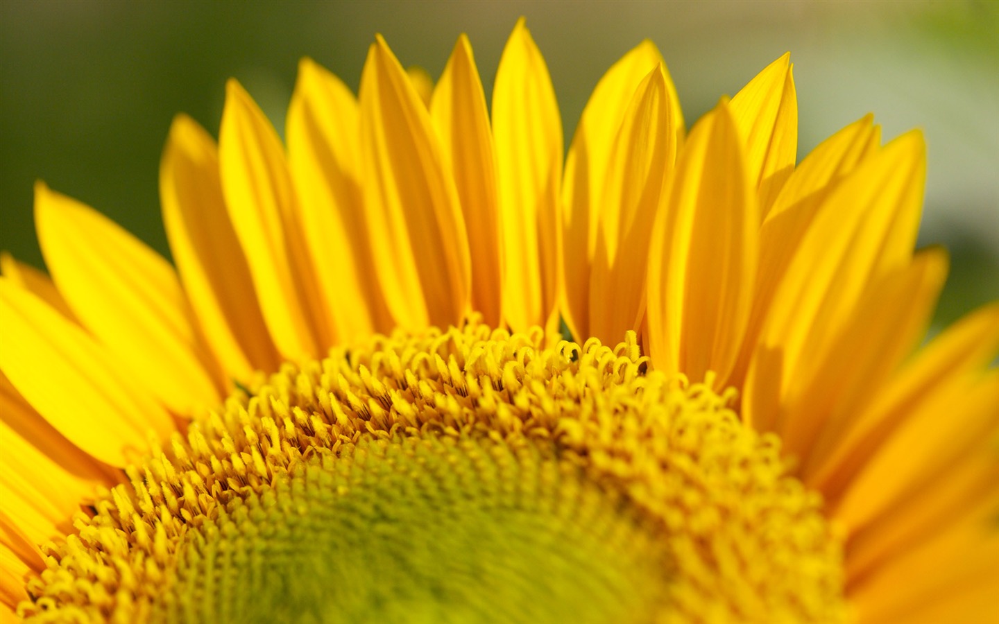 Sunny photo de tournesol HD Wallpapers #29 - 1440x900