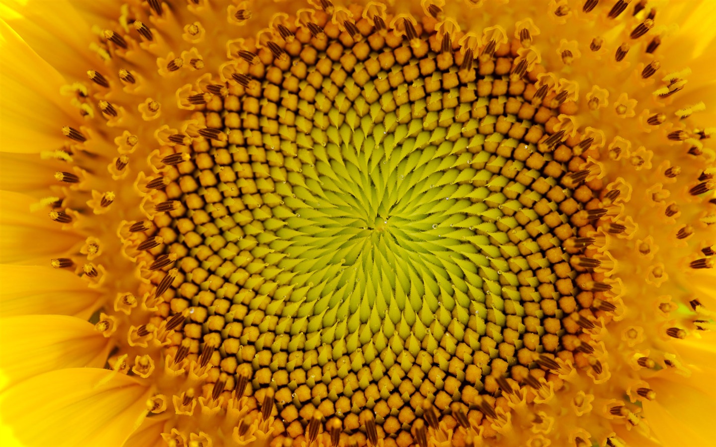 Sunny slunečnice foto HD Tapety na plochu #30 - 1440x900