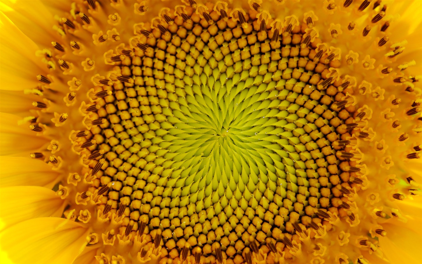 陽光 葵花寫真高清壁紙 #30 - 1440x900