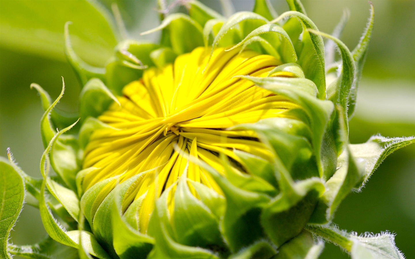 陽光 葵花寫真高清壁紙 #34 - 1440x900