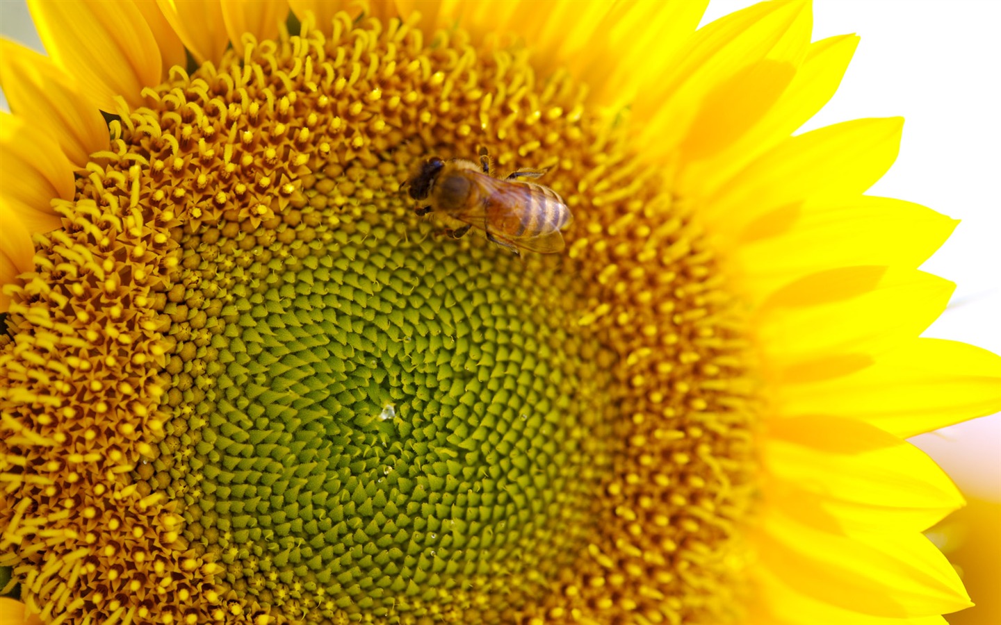 Sunny sunflower photo HD Wallpapers #36 - 1440x900