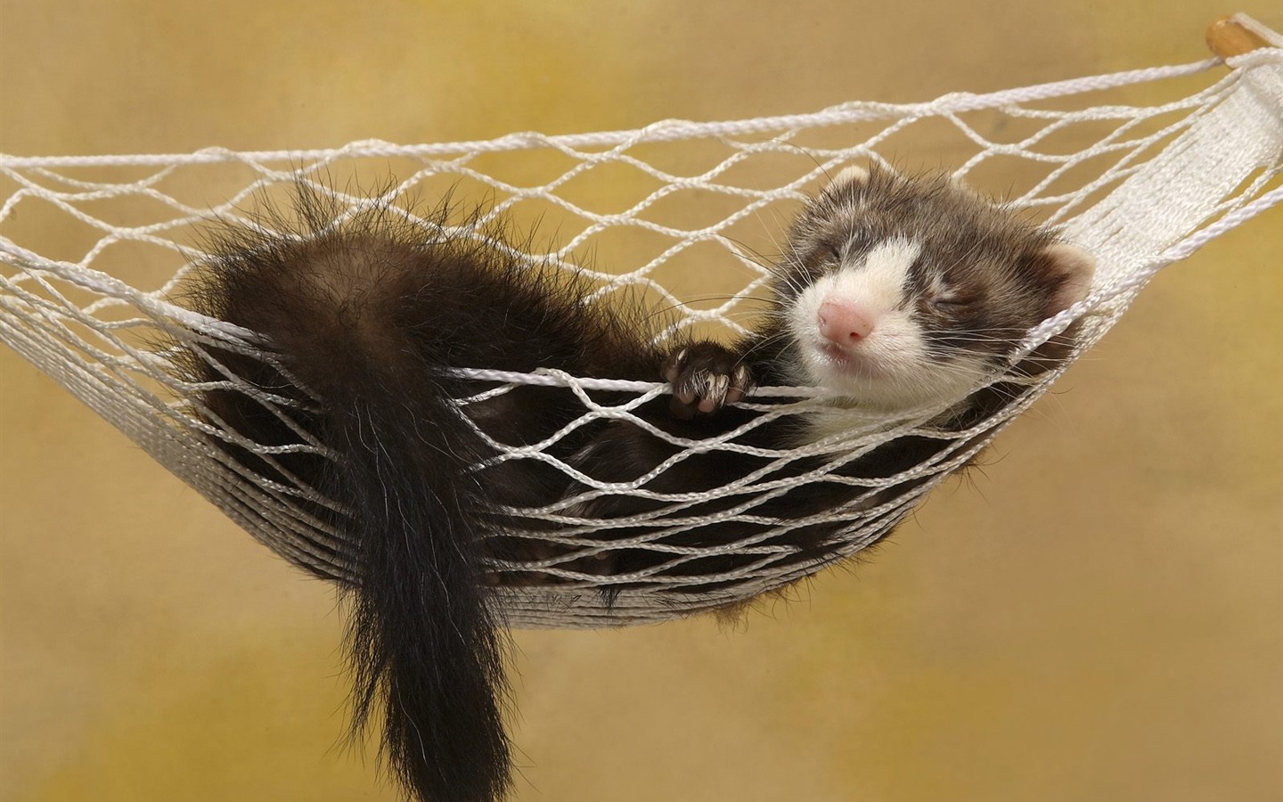Webshots Animal Wallpapers (1) #8 - 1440x900