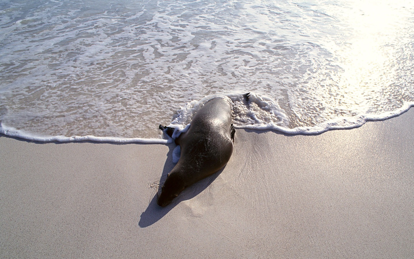 動物寫真壁紙之海獅 #5 - 1440x900