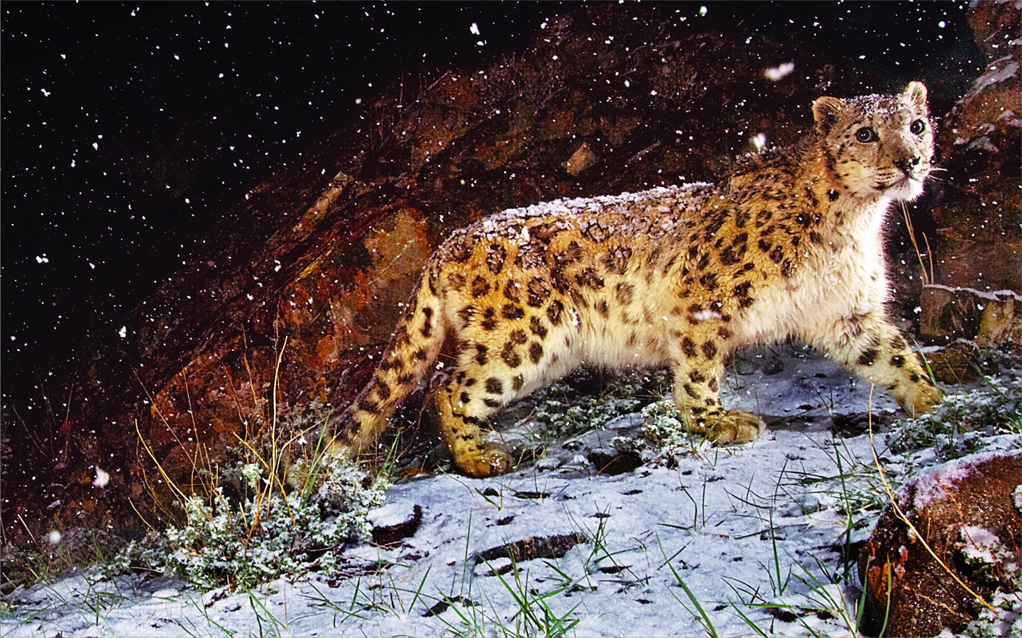 Apples Snow Leopard standardmäßig volle Tapete #1 - 1440x900
