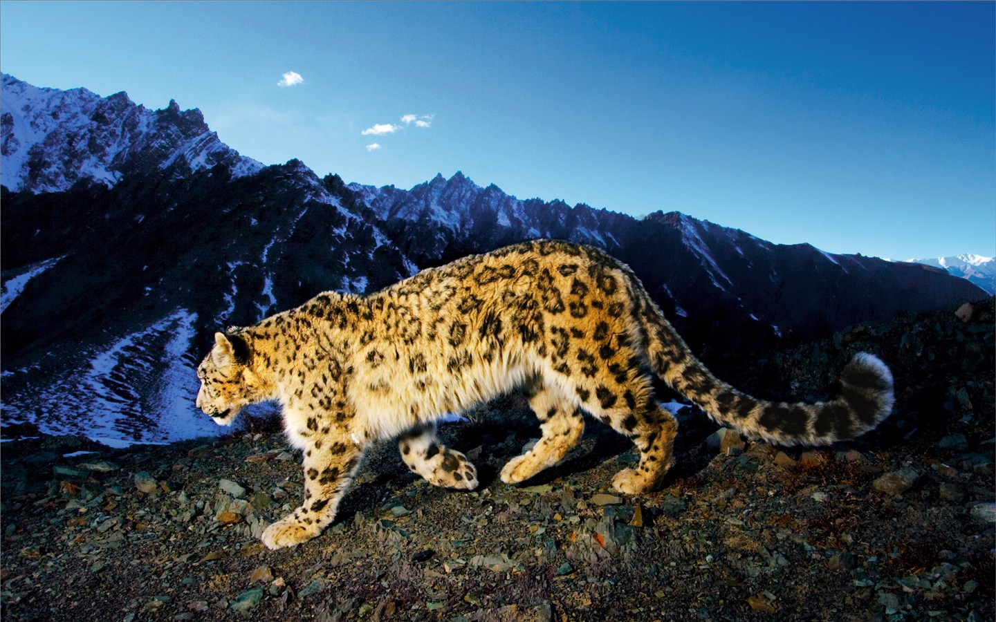 Apples Snow Leopard standardmäßig volle Tapete #23 - 1440x900