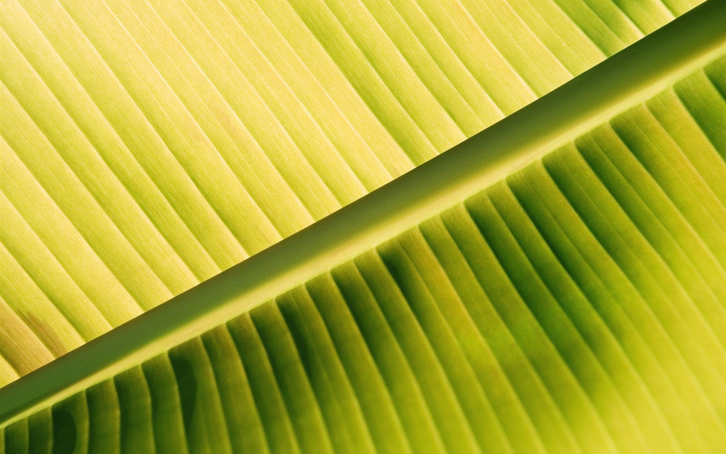 녹색 식물 잎 배경 #2 - 1440x900