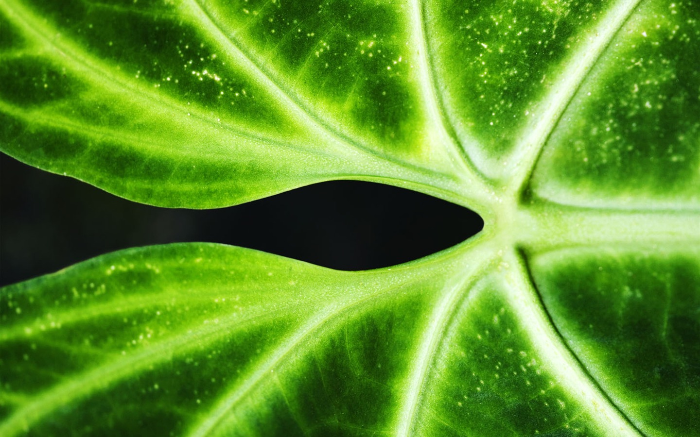 녹색 식물 잎 배경 #4 - 1440x900