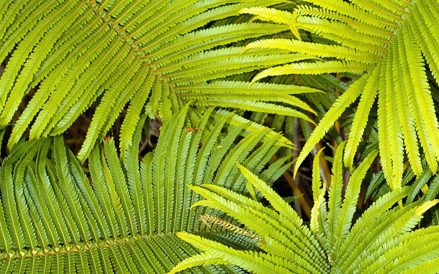 녹색 식물 잎 배경 #5 - 1440x900