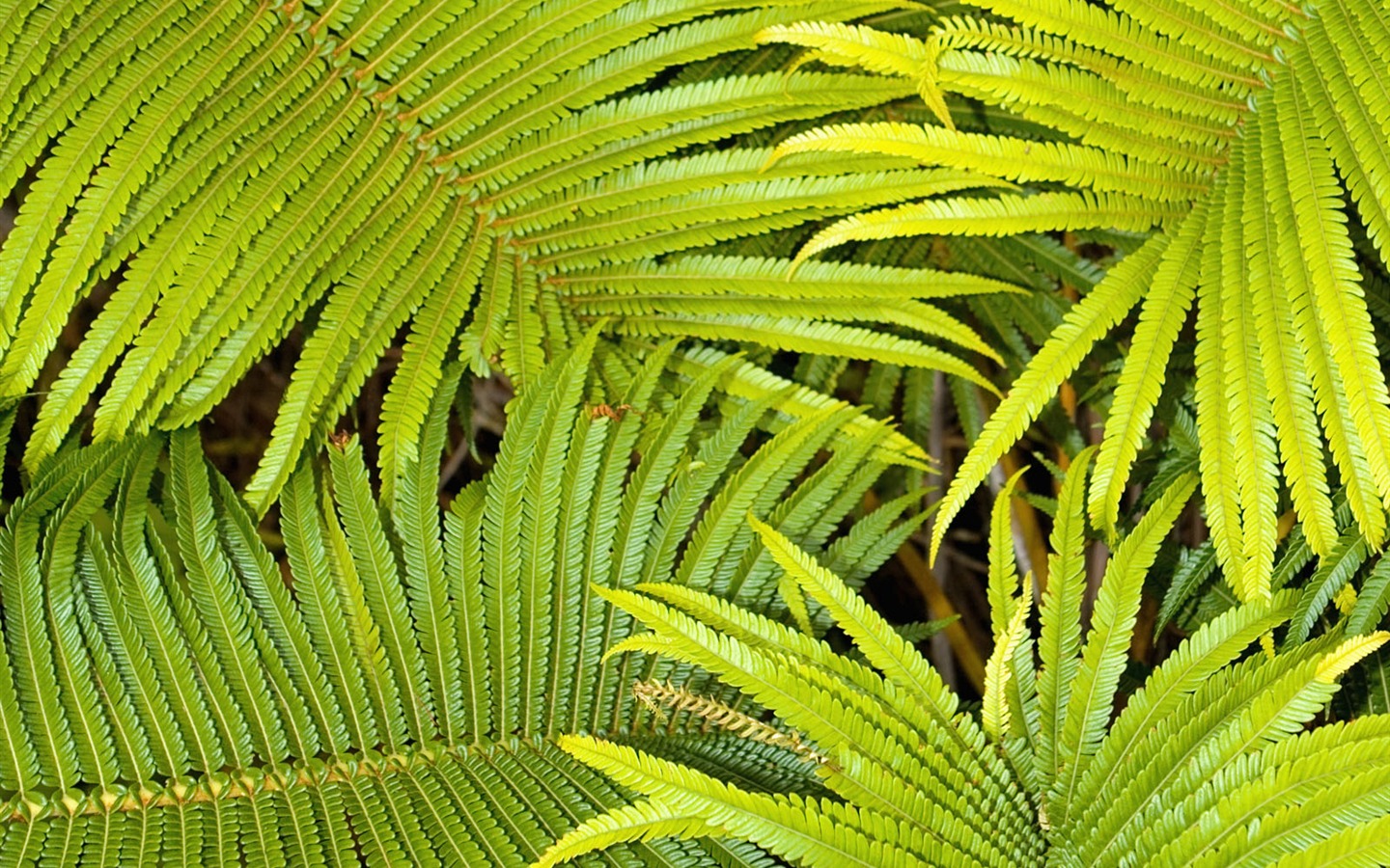 Rostliny zelené listí Tapeta #5 - 1440x900