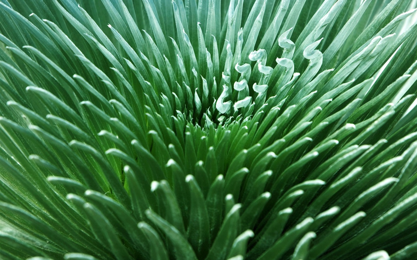 녹색 식물 잎 배경 #7 - 1440x900