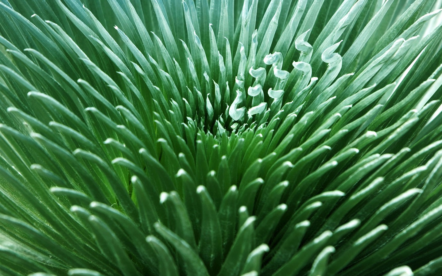 植物綠葉壁紙 #7 - 1440x900