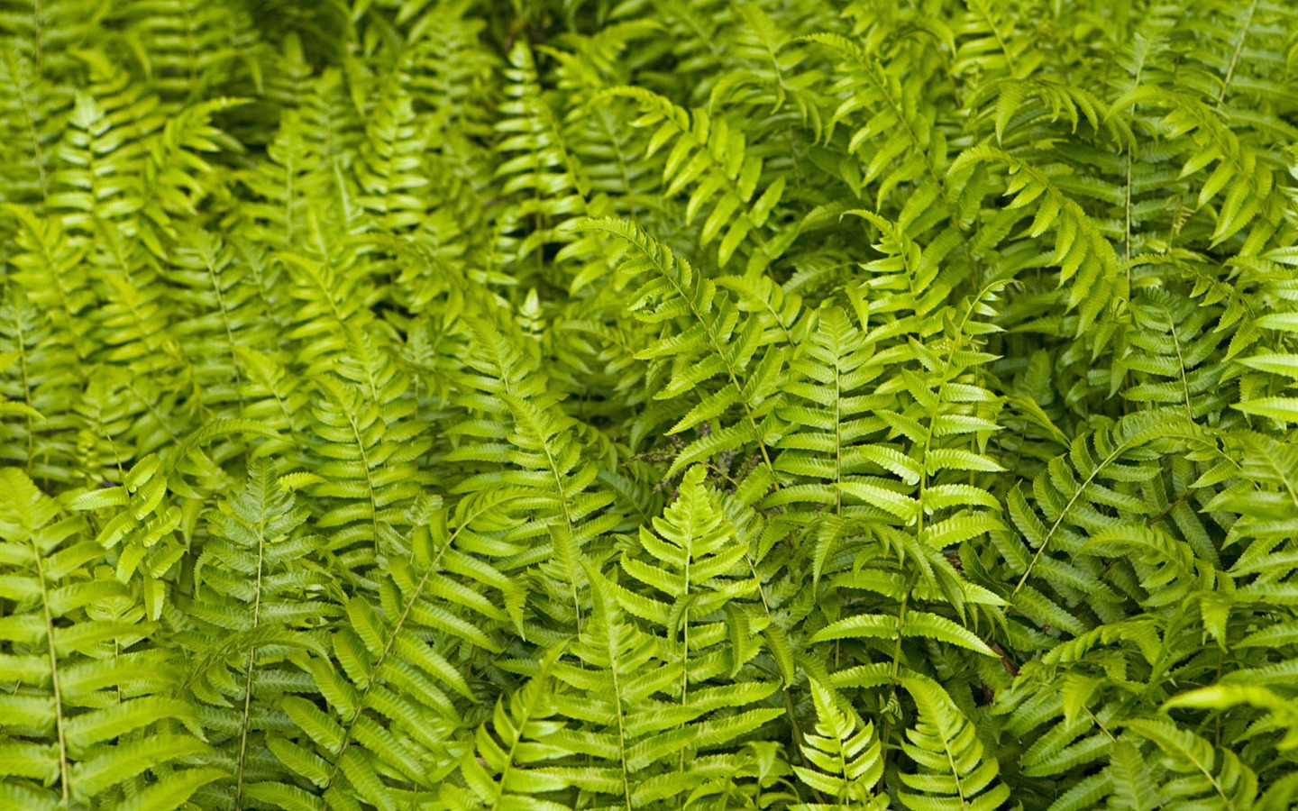 녹색 식물 잎 배경 #9 - 1440x900