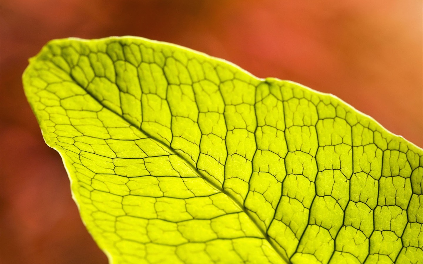 녹색 식물 잎 배경 #11 - 1440x900