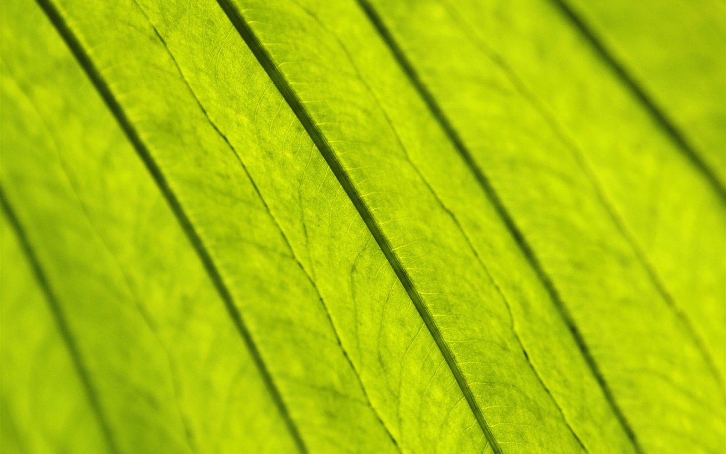 녹색 식물 잎 배경 #12 - 1440x900