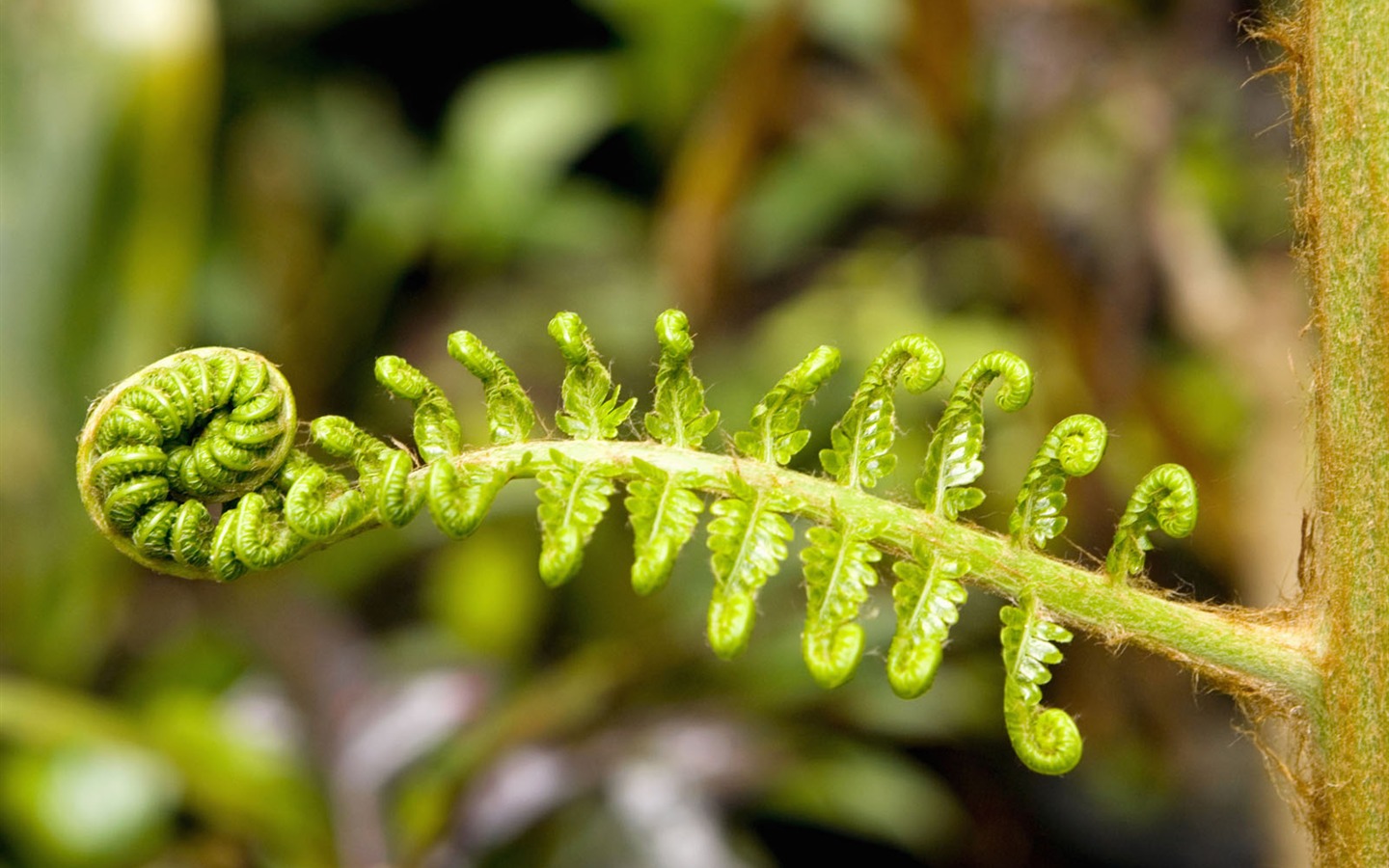 Plants Green Leaf Wallpaper #14 - 1440x900