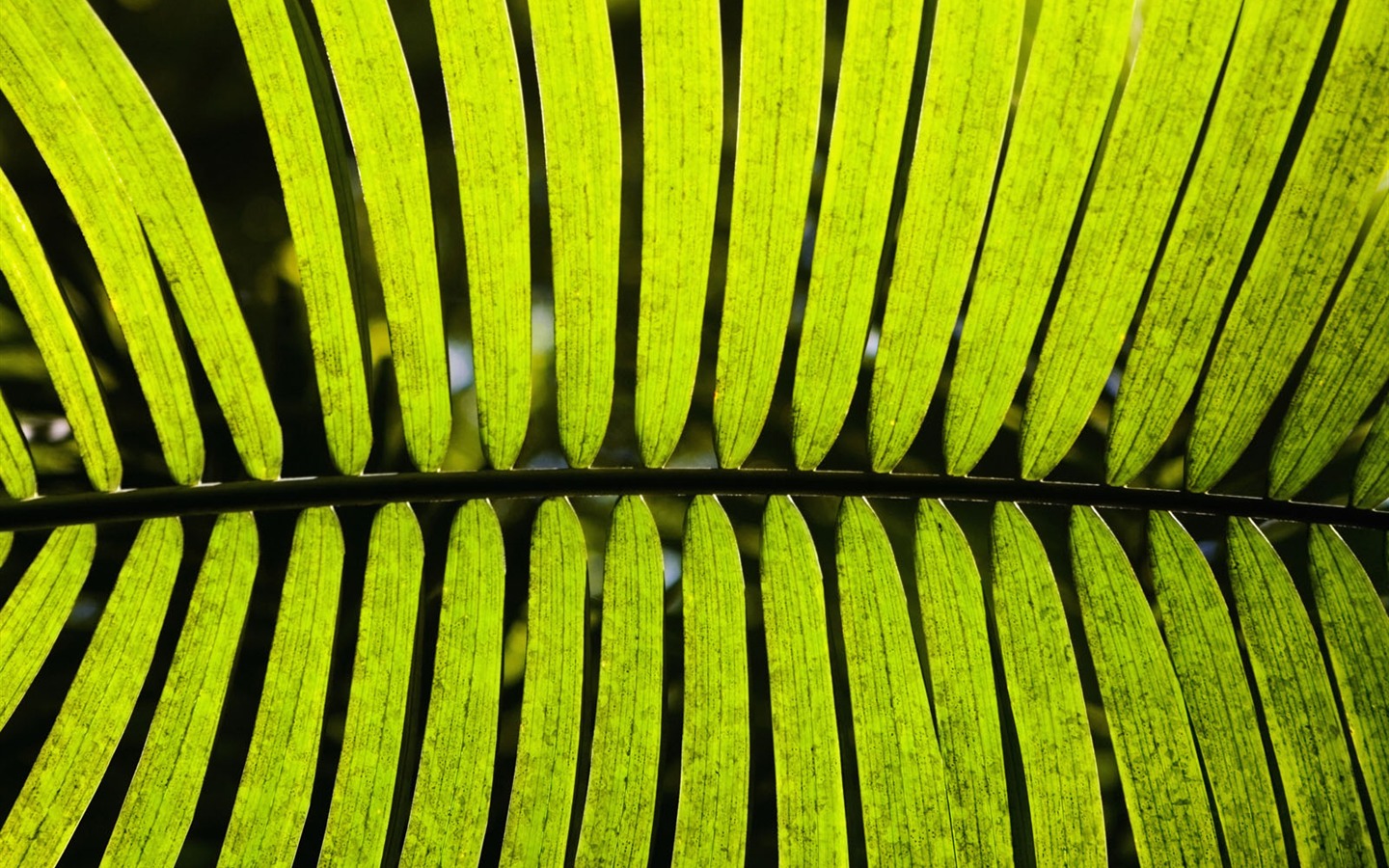 녹색 식물 잎 배경 #15 - 1440x900