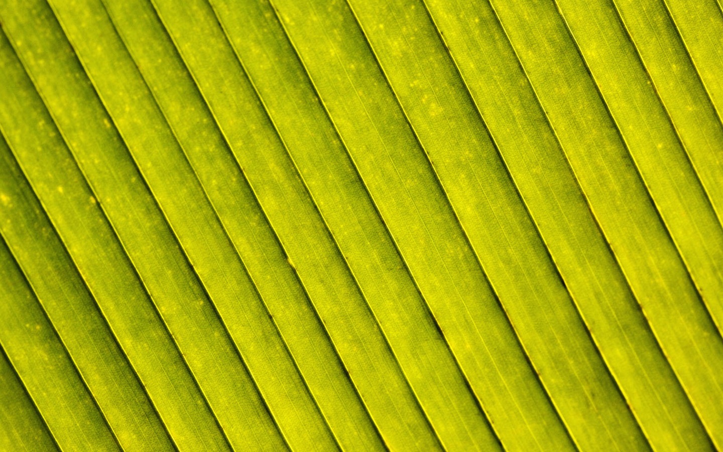 녹색 식물 잎 배경 #17 - 1440x900
