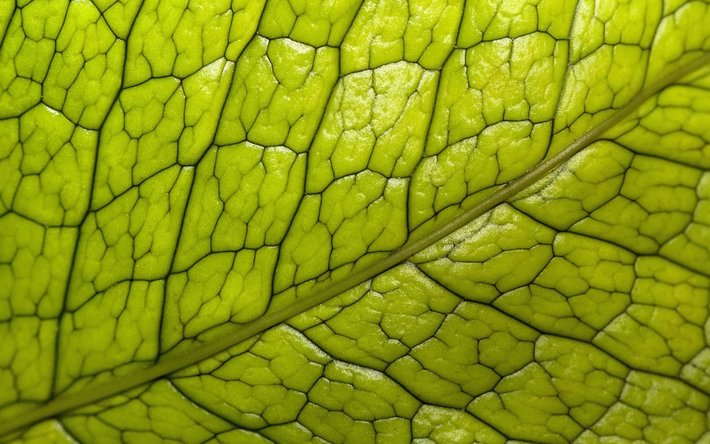 녹색 식물 잎 배경 #20 - 1440x900