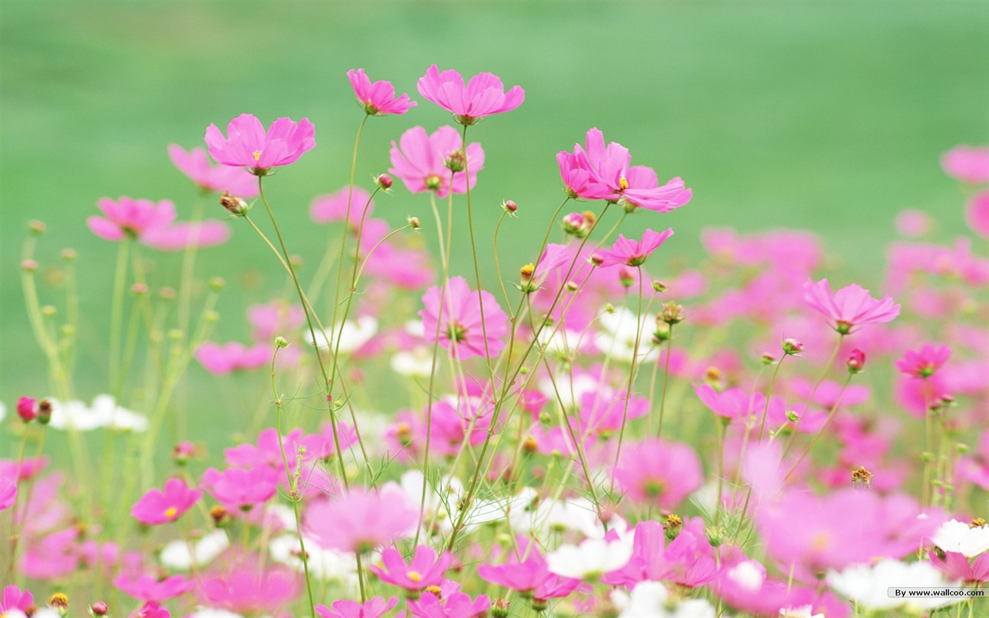 清新風格花卉攝影壁紙 #2 - 1440x900
