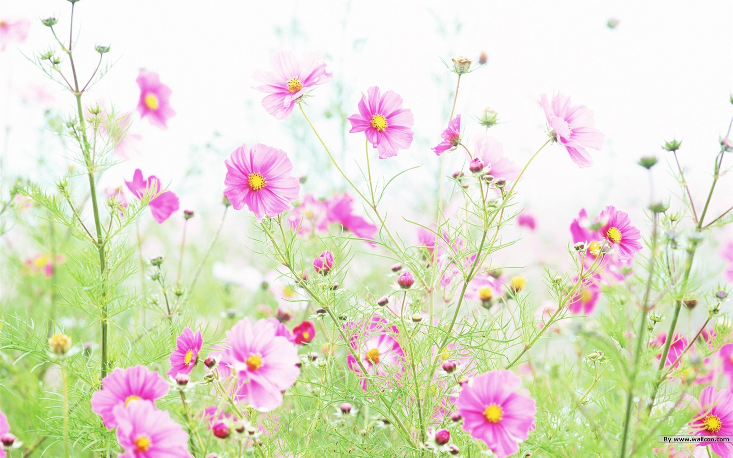 清新風格花卉攝影壁紙 #3 - 1440x900