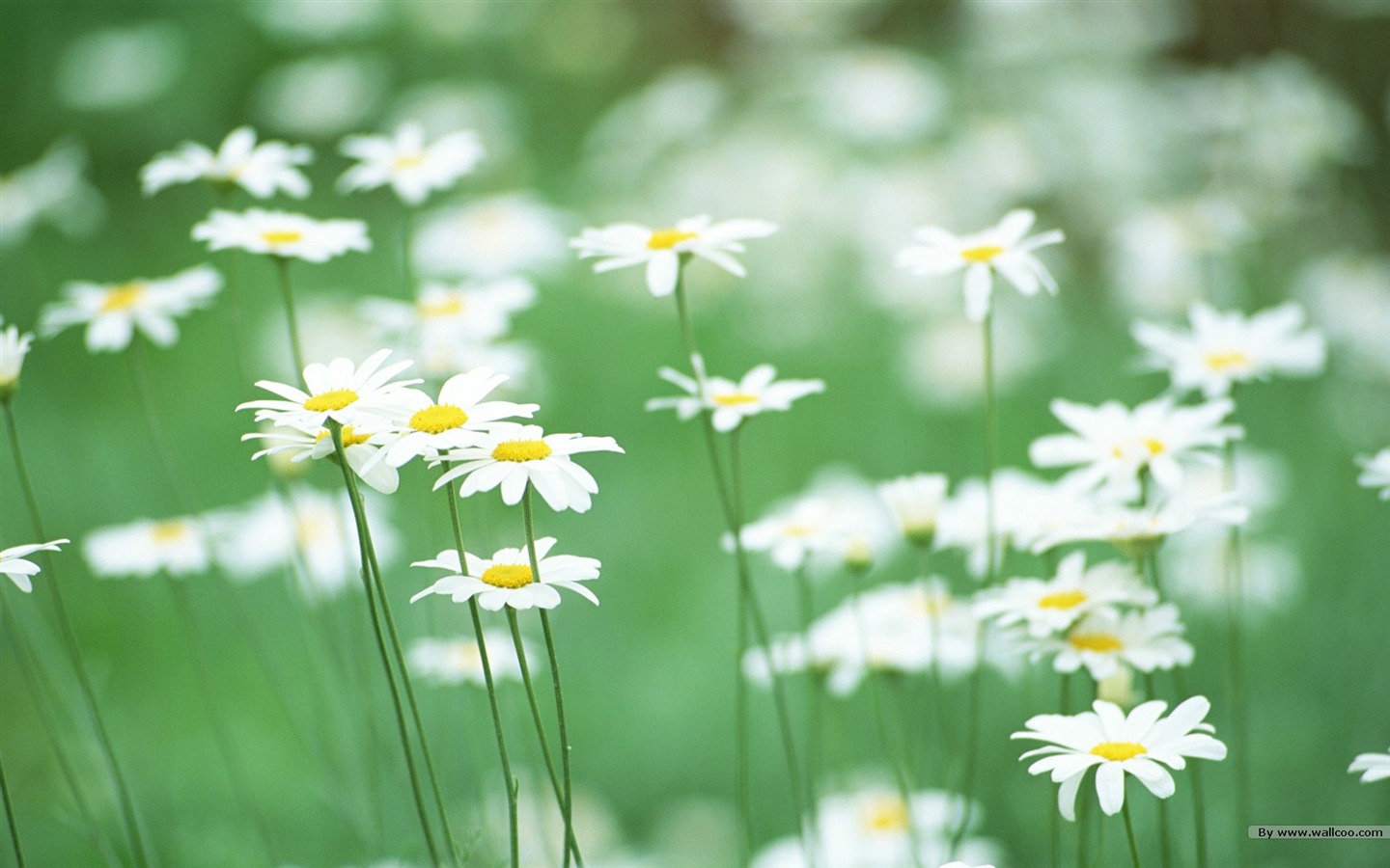 Fresh style Flowers Wallpapers #7 - 1440x900