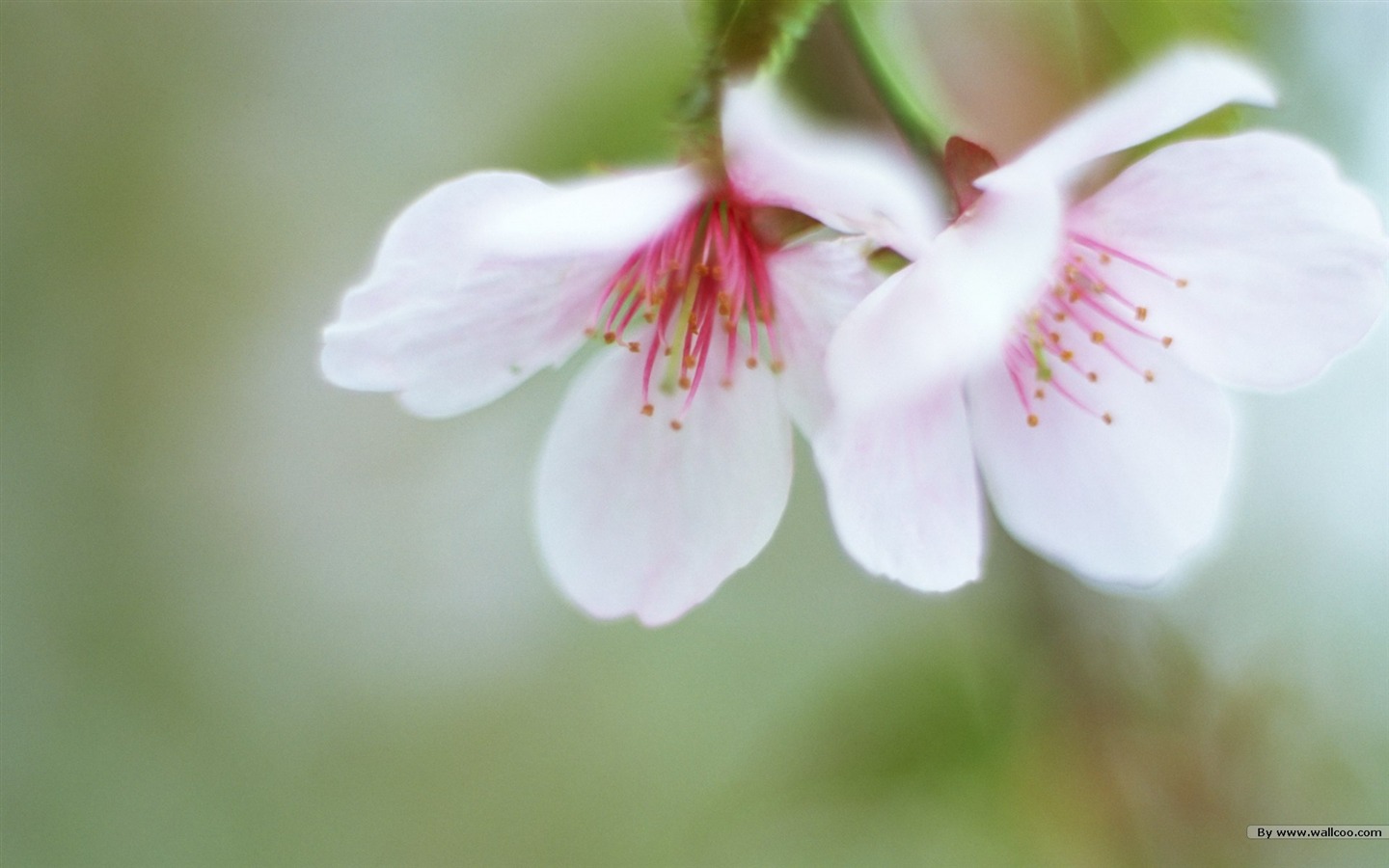 フレッシュスタイルの花の壁紙 #19 - 1440x900