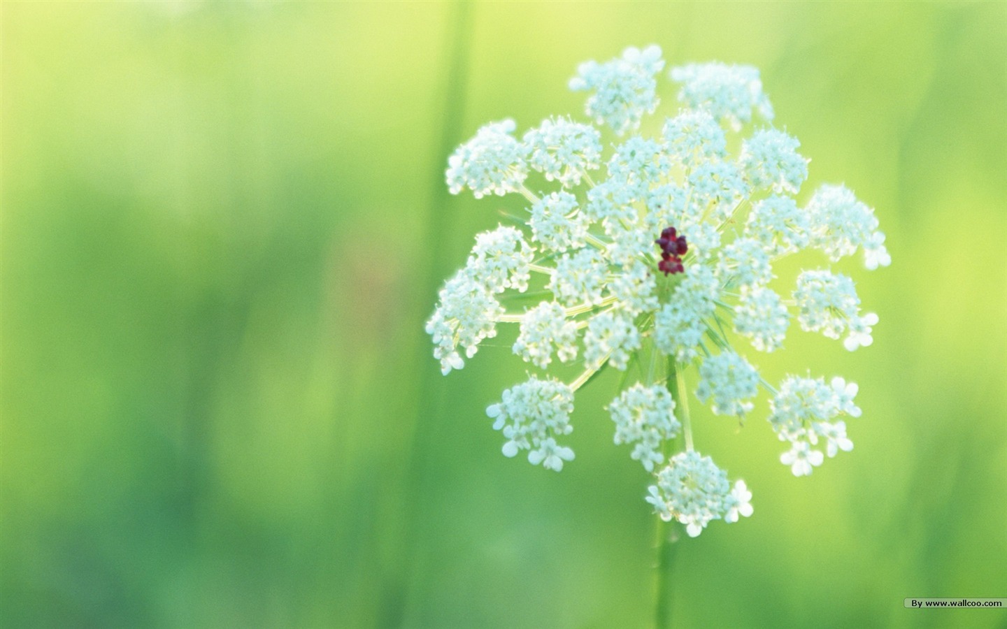 フレッシュスタイルの花の壁紙 #20 - 1440x900