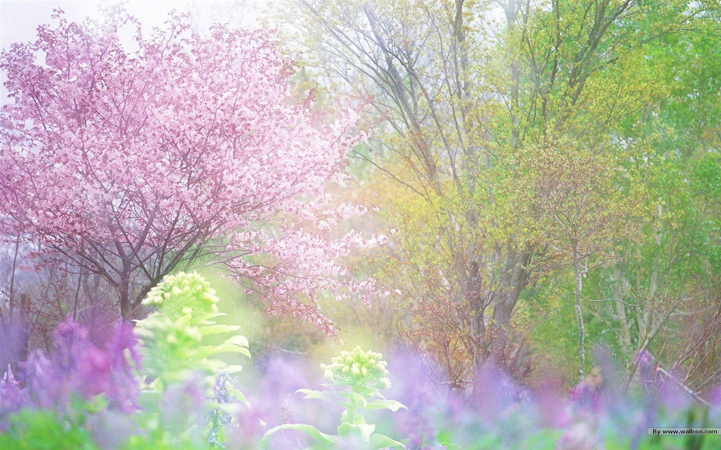 신선한 스타일 꽃 배경 화면 #30 - 1440x900