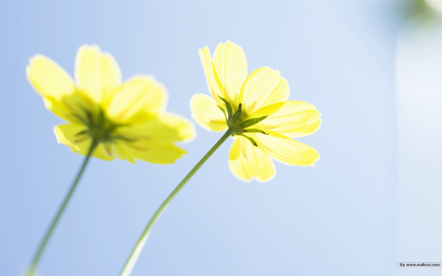 清新風格花卉攝影壁紙 #34 - 1440x900