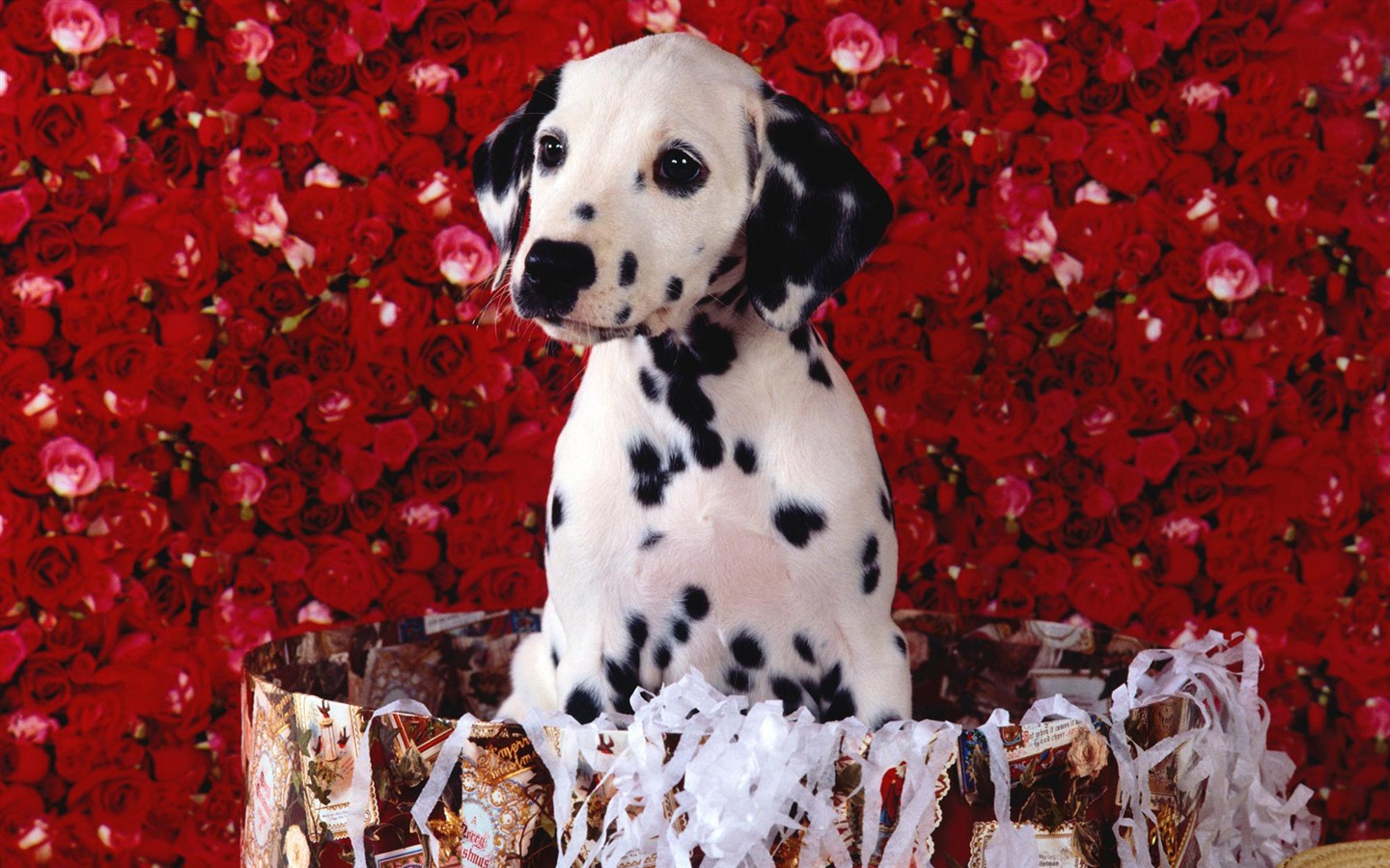 犬の壁紙、写真 #11 - 1440x900