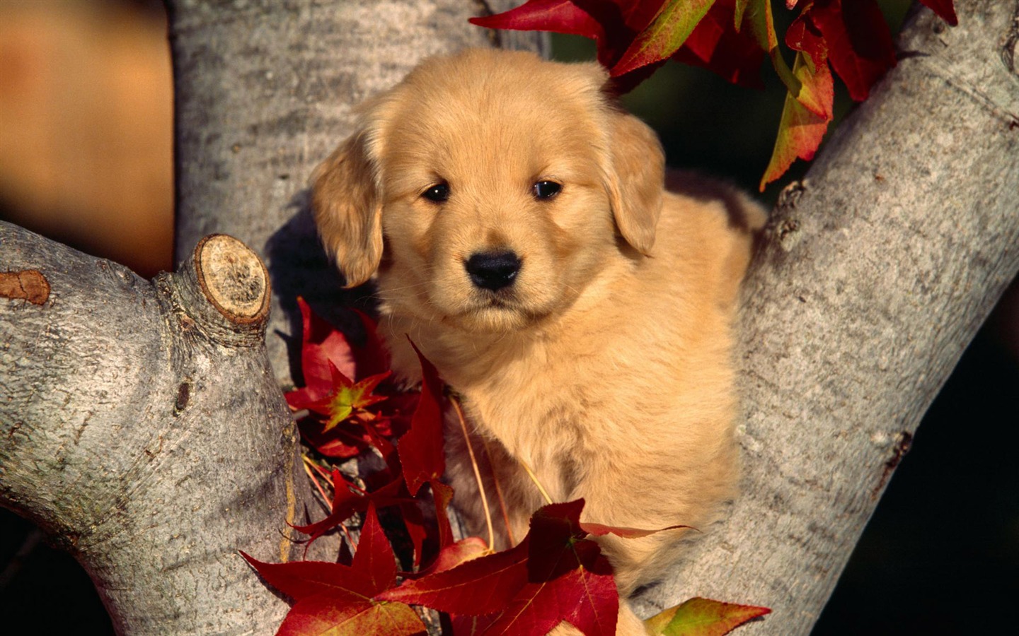 Wallpapers of pet dogs photo #19 - 1440x900