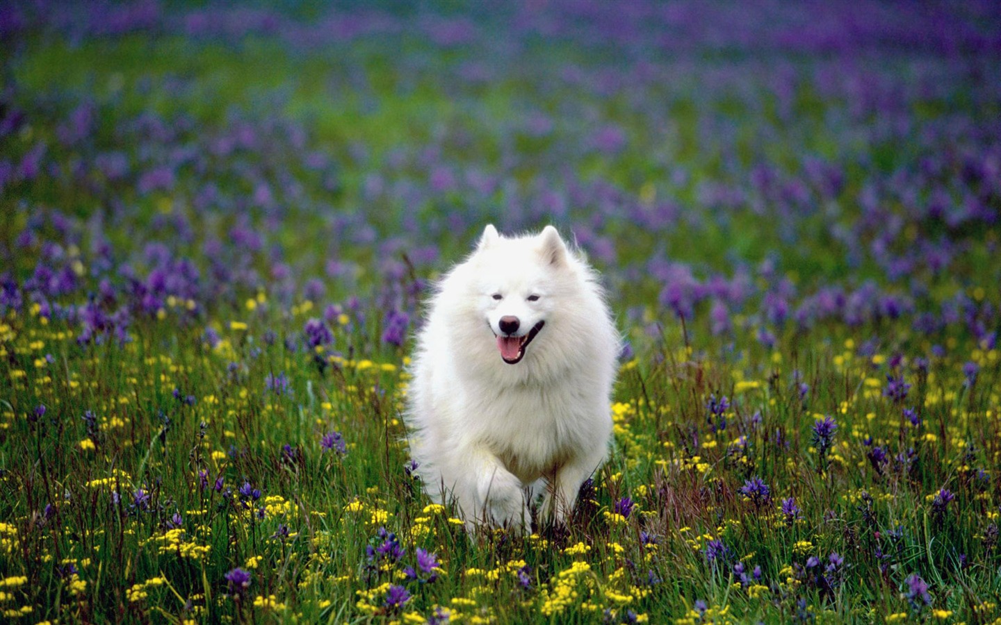 犬の壁紙、写真 #20 - 1440x900