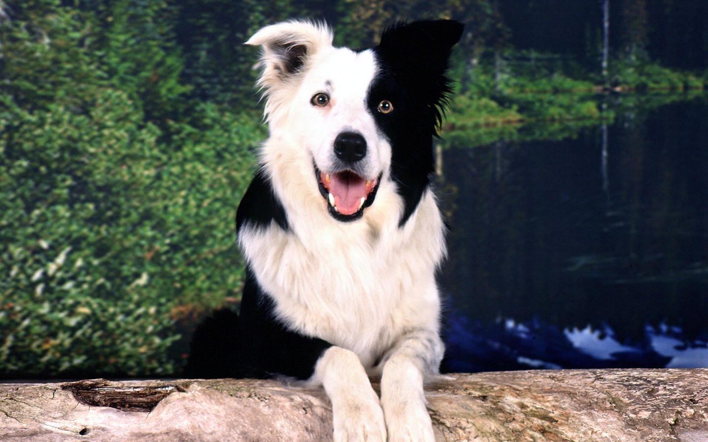 HD wallpaper roztomilý pes #5 - 1440x900