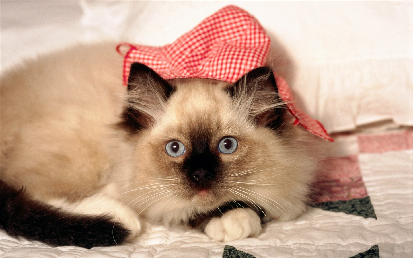 HD Wallpaper cute cat Foto #2 - 1440x900