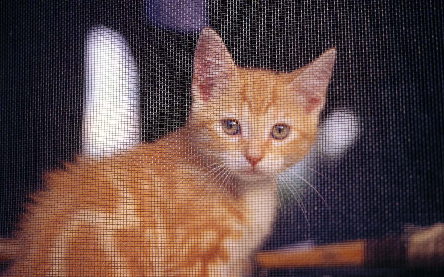 高清可愛貓咪寫真壁紙 #10 - 1440x900