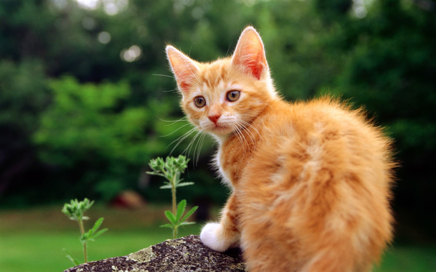 의 HD 벽지 귀여운 고양이 사진 #23 - 1440x900