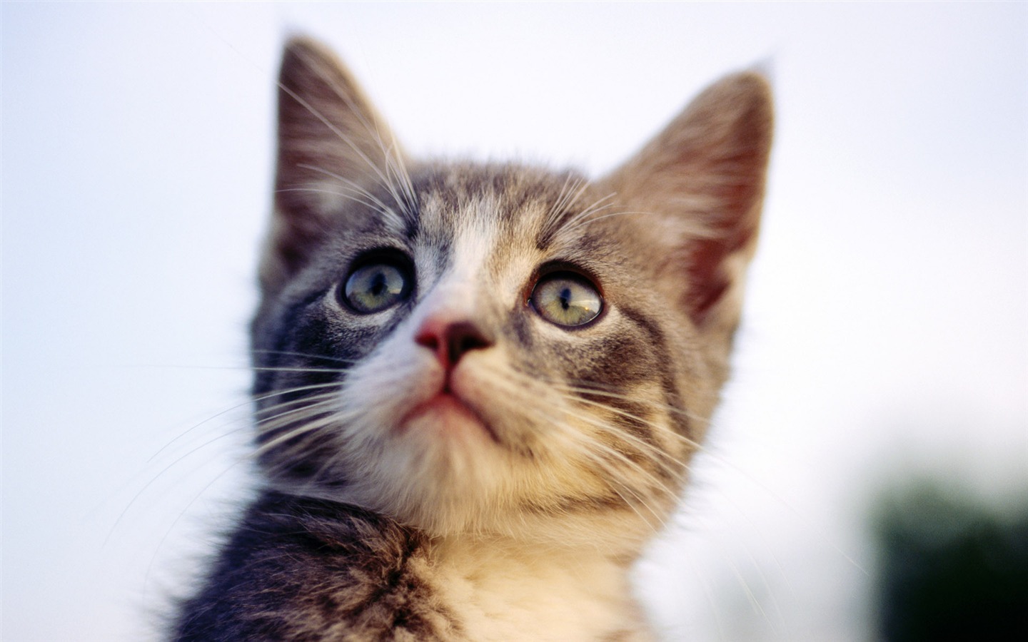 의 HD 벽지 귀여운 고양이 사진 #26 - 1440x900
