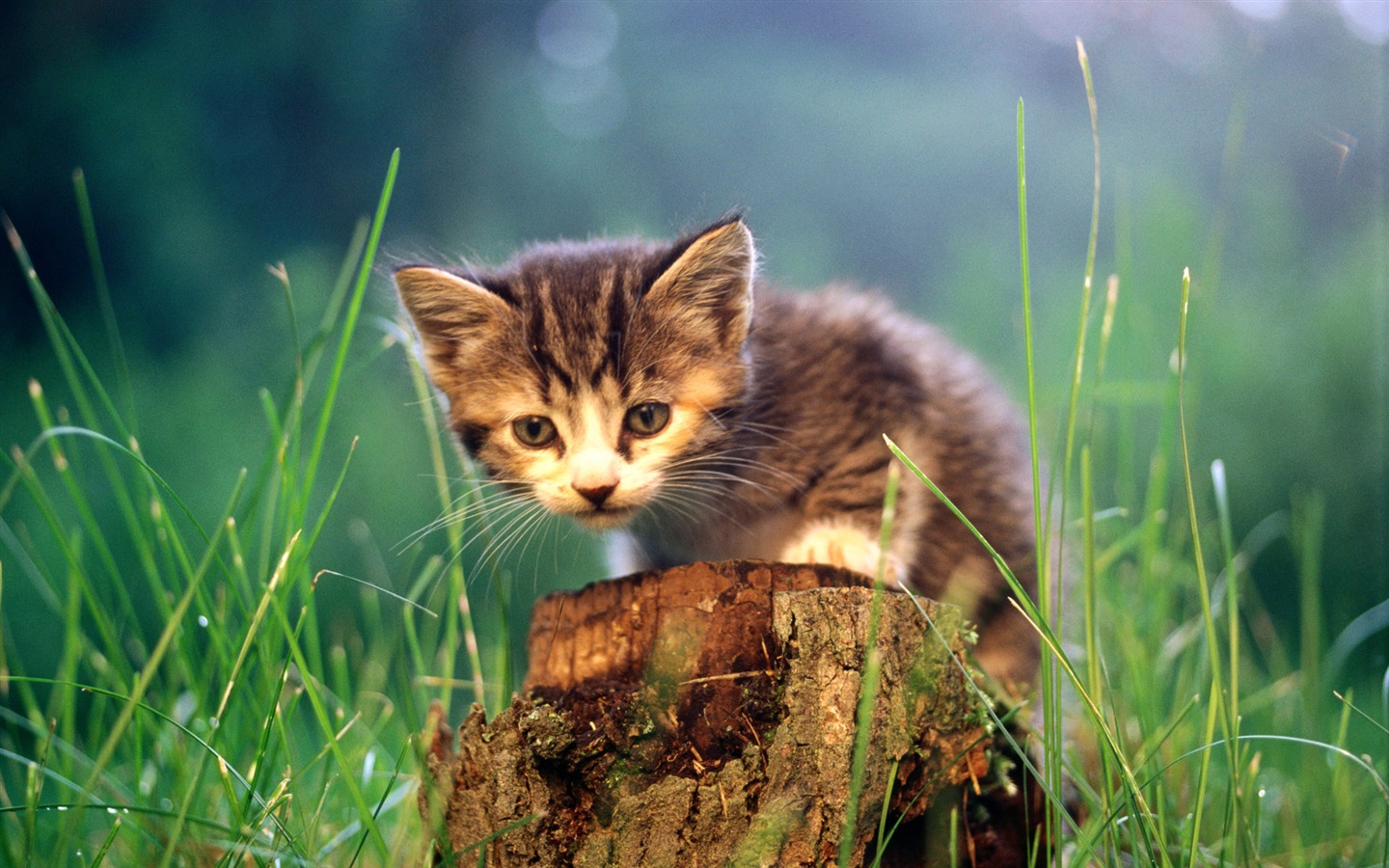 의 HD 벽지 귀여운 고양이 사진 #28 - 1440x900