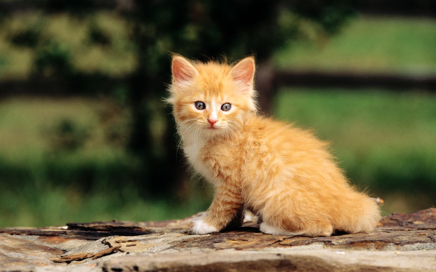 의 HD 벽지 귀여운 고양이 사진 #31 - 1440x900