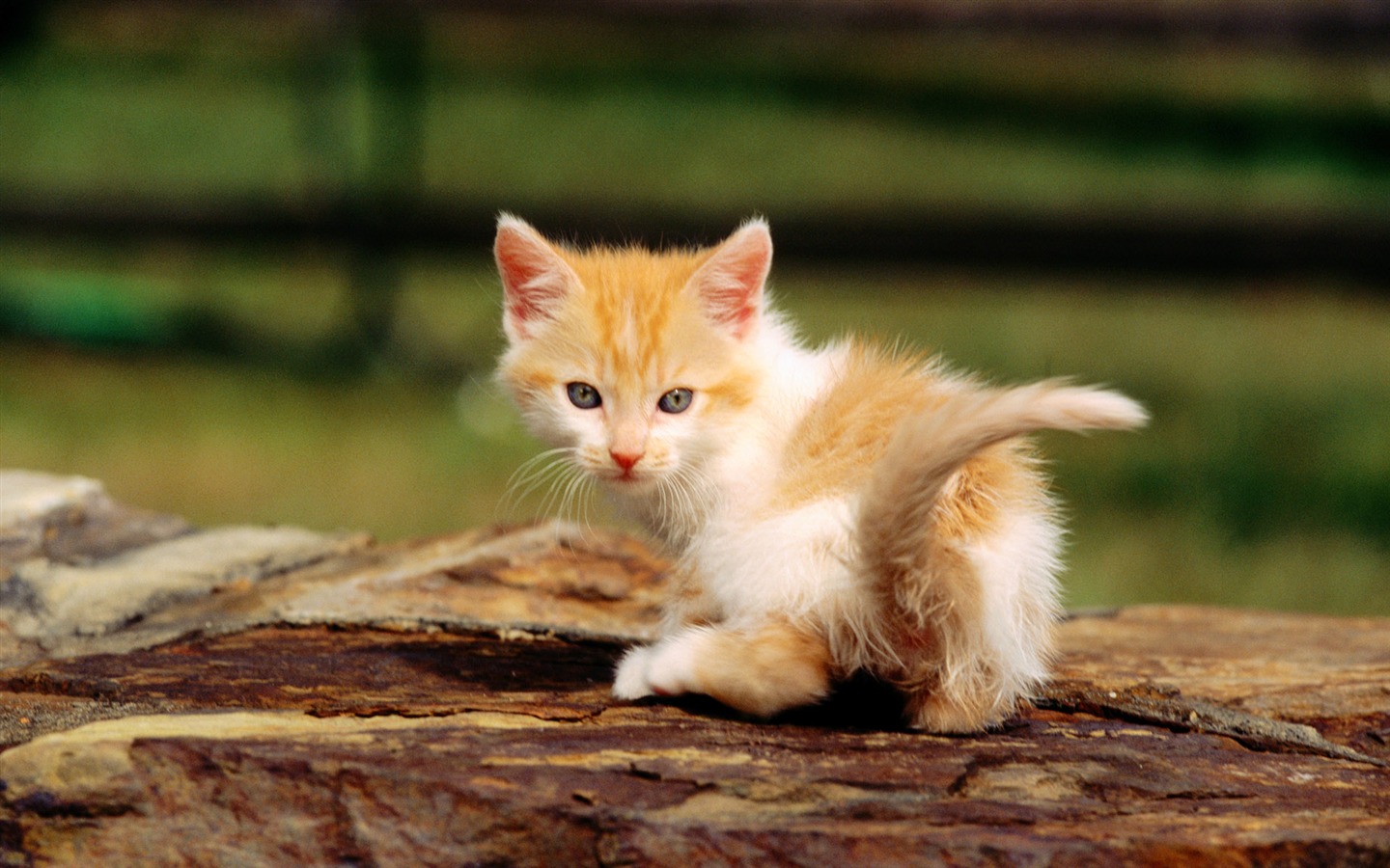 의 HD 벽지 귀여운 고양이 사진 #34 - 1440x900