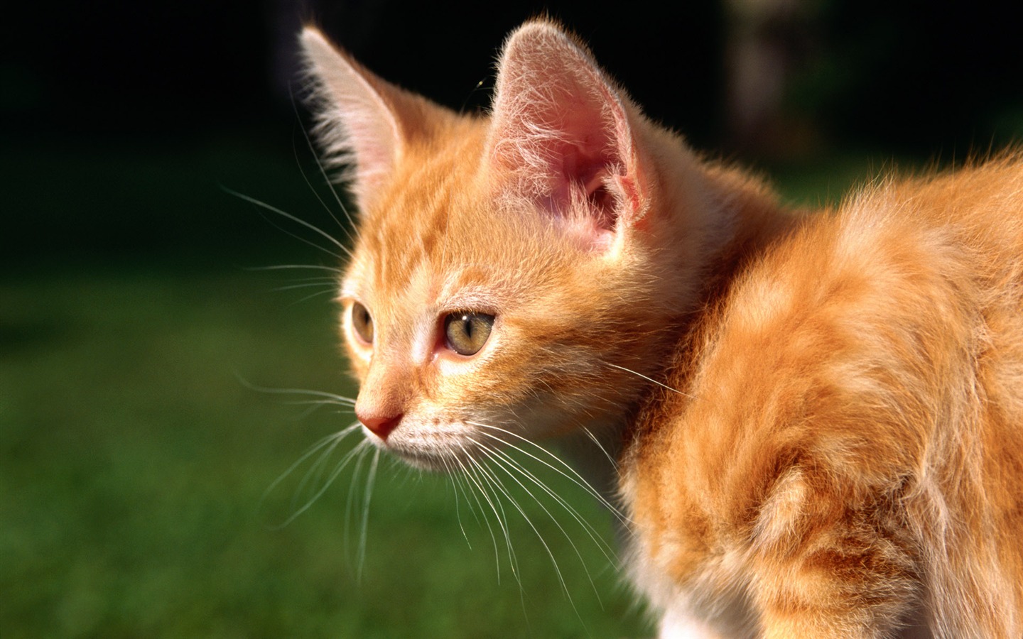 의 HD 벽지 귀여운 고양이 사진 #37 - 1440x900