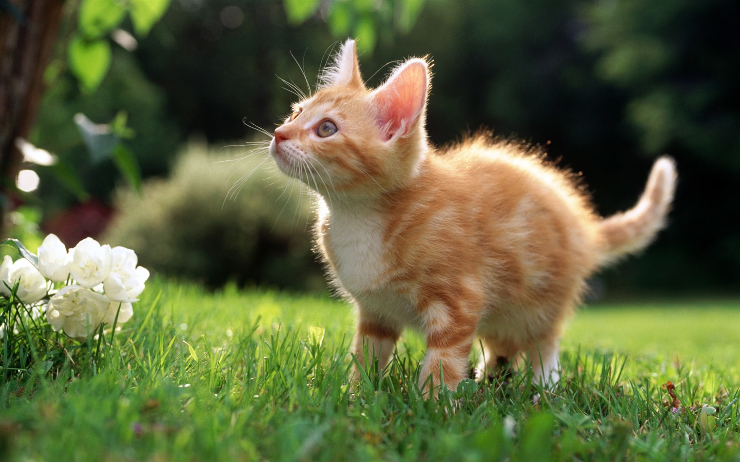 의 HD 벽지 귀여운 고양이 사진 #39 - 1440x900