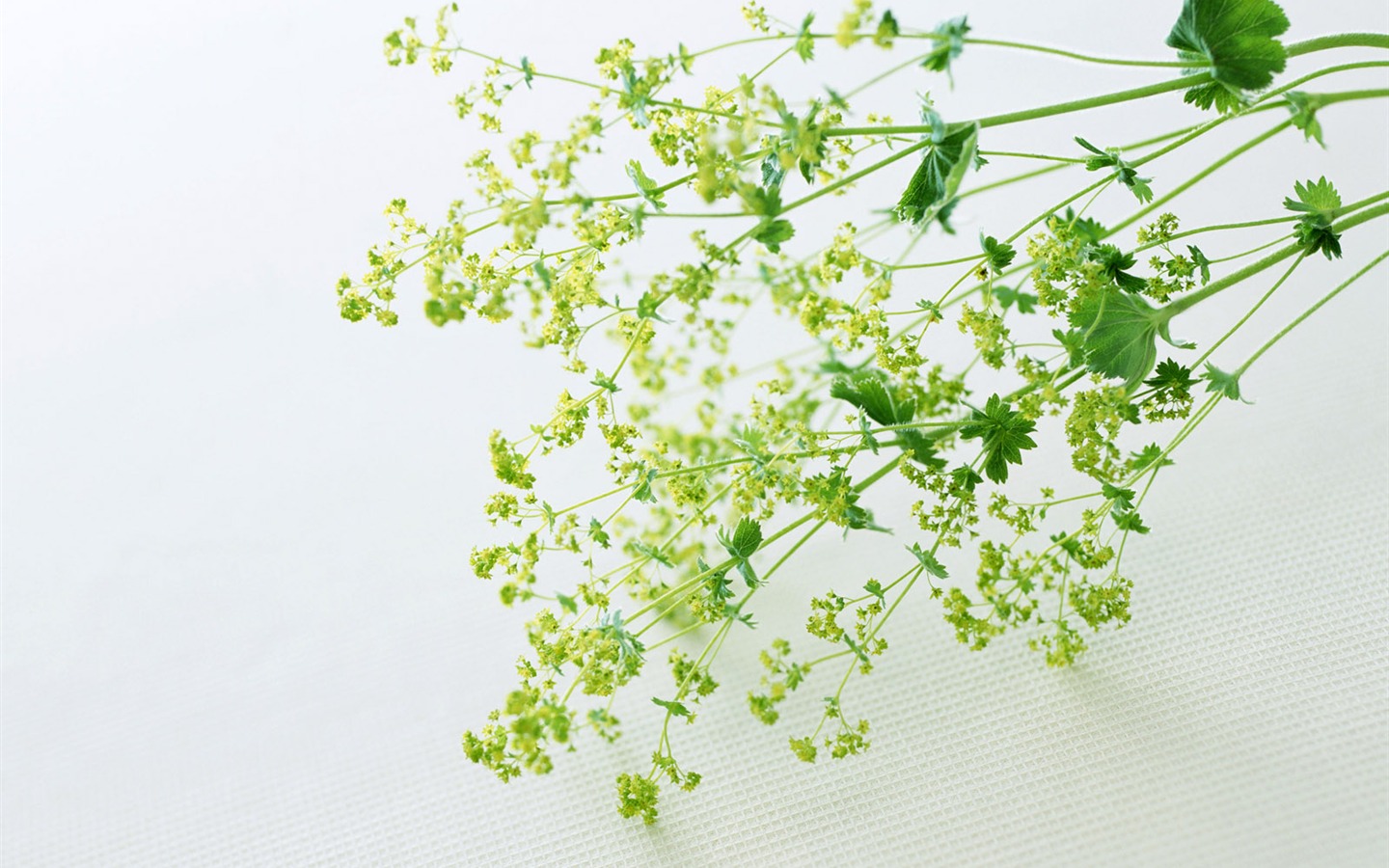 室中花精美壁紙 #17 - 1440x900