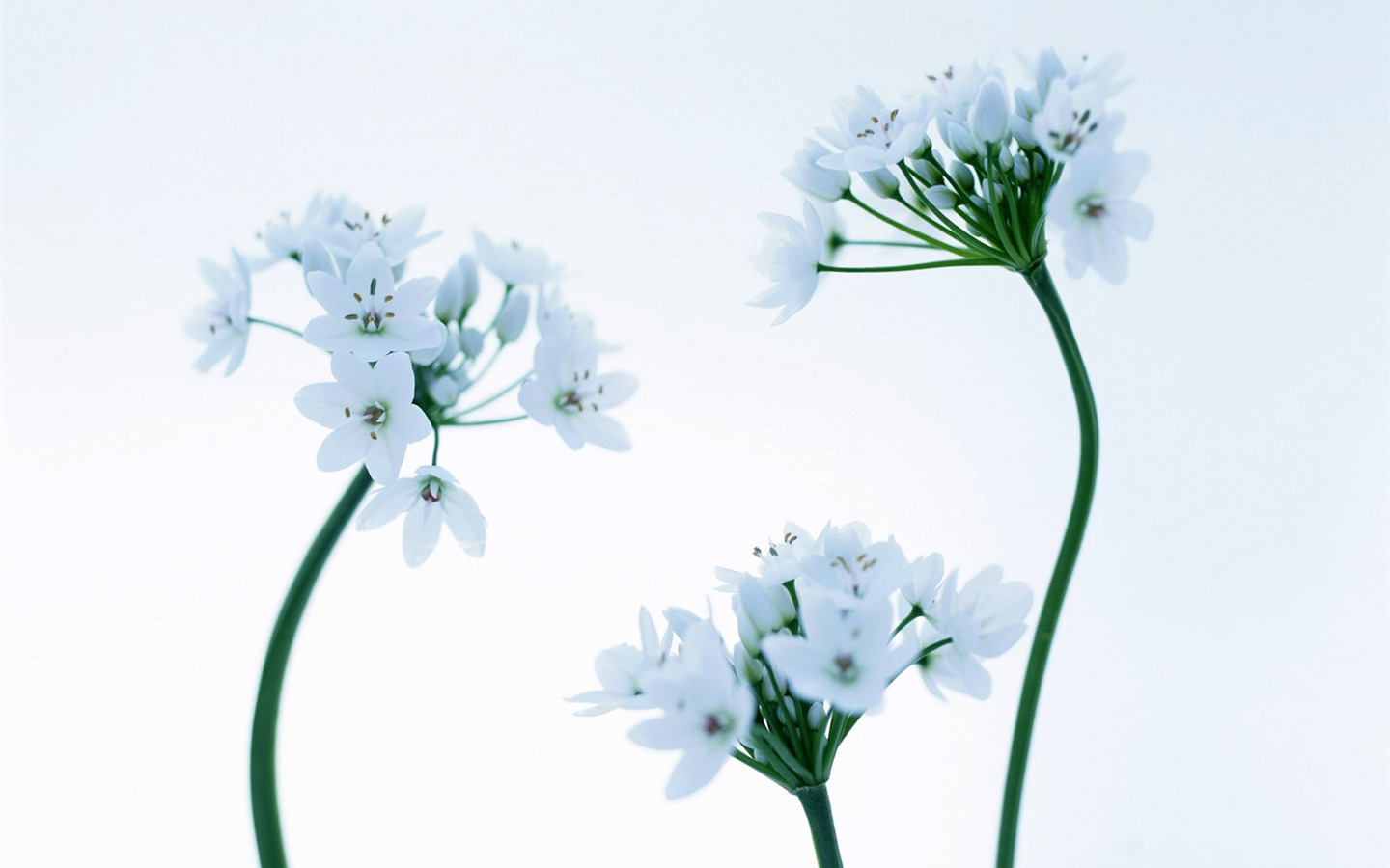 객실, 아름다운 꽃 벽지 #31 - 1440x900