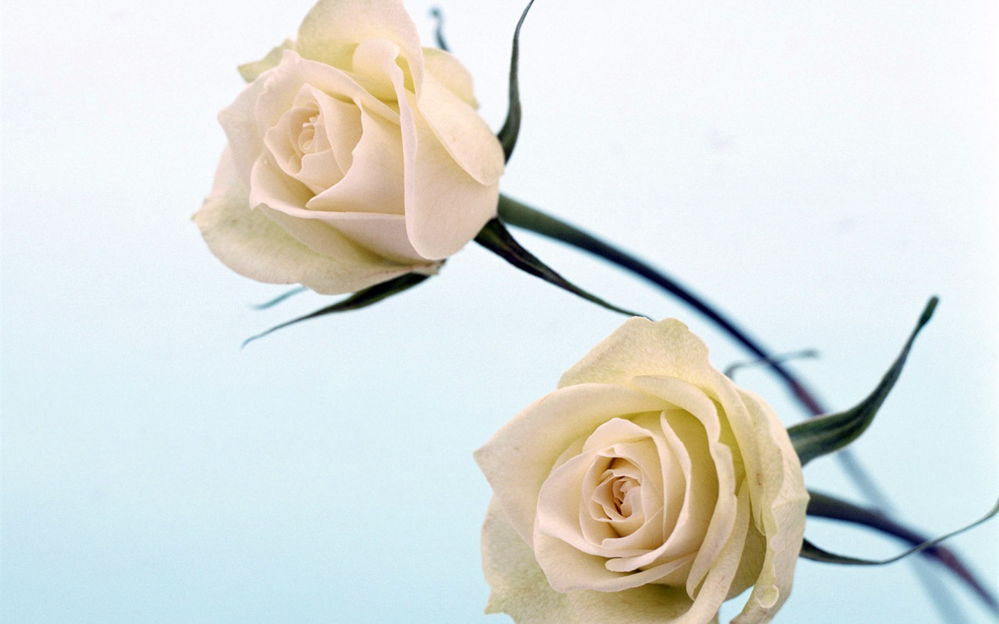 ルームサービス、絶妙な花の壁紙 #39 - 1440x900
